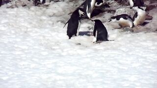 Fighting Of Chinstrap Penguins