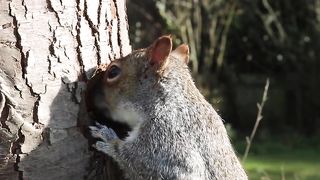 squirrel eat time