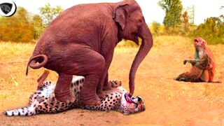 Herd Of Elephants Rescues Baby Monkey From Leopard Hunting -- Wild Animal Attack