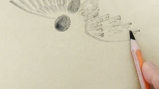how to draw bird beat