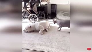 (COMPILATION) Its cute and funny moment for dog and cat