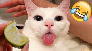 Funny Dog And Cat ???????????? Funniest Animals #223