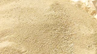 Wheat season 4