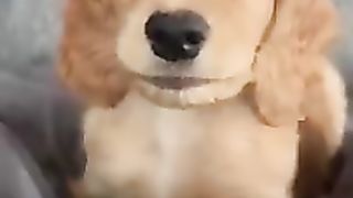 Funny_Dogs_of_TikTok_Compilation_