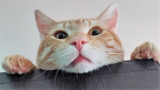 Funny animals - Funny cats / dogs - Funny animal videos 284 2