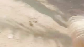 Horse dance 3
