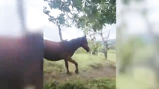 Funniest_Animal_Videos????_-_Funny_Cats????_and_Crazy_Dogs????