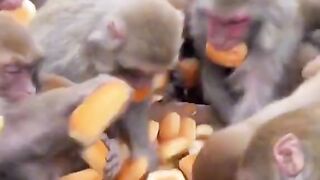 Primate dégustation