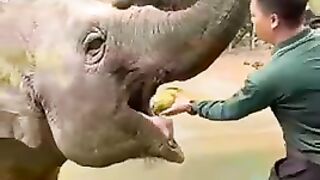 Elephant eating time