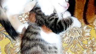 Beautiful cats 4
