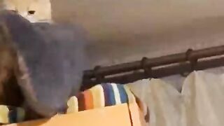 Funny cats and dogs / Funny animals video / Best of february 2022