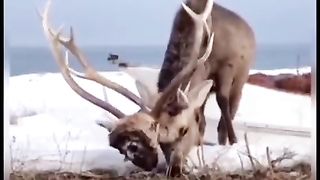 Beautiful video 12