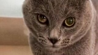 angry cat on robotic sound effect #catsoftiktok #catmusic #catmemes #soundeffects #angry