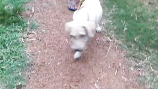 Cute Dogs & Funny Dog Videos Compilation Playing with Best Friends Enjoy