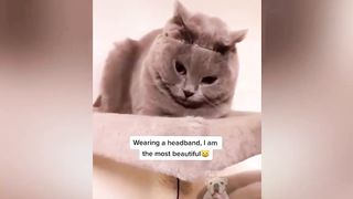 Best Of 2020 - Top Funny Pet Videos - TRY NOT TO LAUGH 3