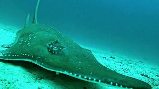 Fish in Sea So Amazing