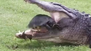 Wild Animal Life 2