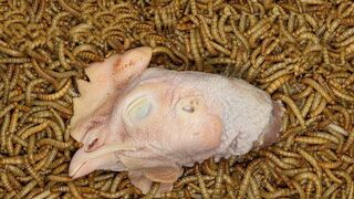 जब डाल दिया CHICKEN को खतरनाक कीड़ो पर!