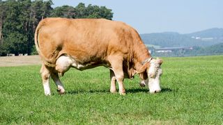 Animal 7