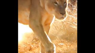 Hunting Lions