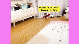Best Funny & Cute Cats Videos | Cute Kitten????????