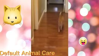 Funny cats and dog video.Funny video 2023.