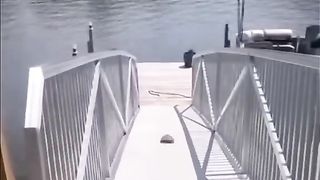 Cute and Funny TikTok Animal Videos You Can't Resist 9