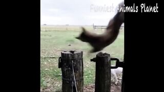 Best Funny Dogs And Cats Videos ???? - Funniest Animals Videos 2023???? 6