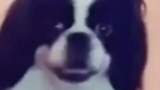 Funny Dog twerking
