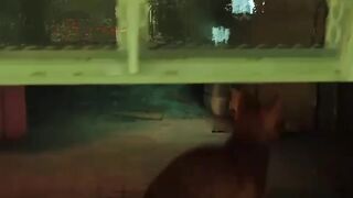 Stray Short - 1