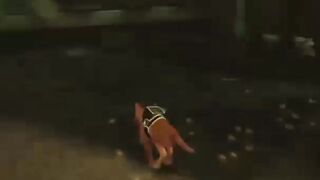 Stray Short - 4
