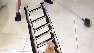 3D DRAWING ON FLOOR CAT PROBLEM.