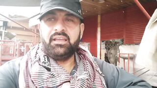 Dahi balle