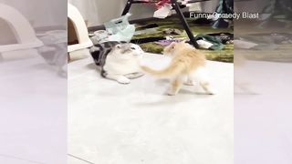 Funny Animals Cats And Dogs ????????2023 - Funniest Animals Video