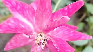 Flower ????????