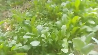 village vegetables, so helpful vegetables