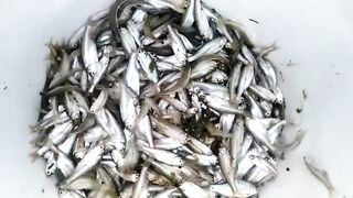 small fish ????