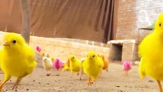 Hunter chicks