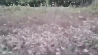 ЗАЩО В КИТАЙ БЕ СЪЗДАДЕНА АРМИЯ ОТ ГЪСКИ