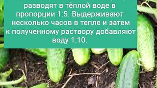 ТОРЕНЕ СЪС СУХИ ДРОЖДИ 2