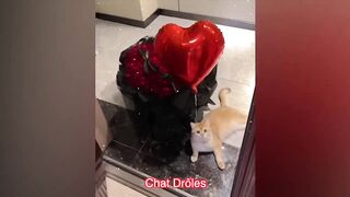 Funny cats compilation#3