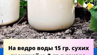 ТОРЕНЕ СЪС СУХИ ДРОЖДИ