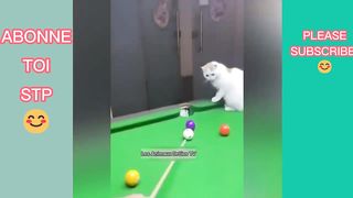 Compilation funny dogs and cats#3