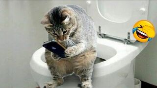 Compilation of the funniest cats on the internet