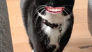 funniest cat videos best of the year