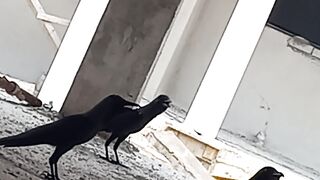Bagi makan ggak