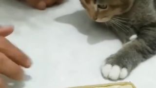 funny cats videos 2