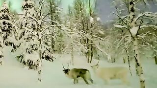 Как в сказке (Северный олень под северным сиянием, Норвегия)