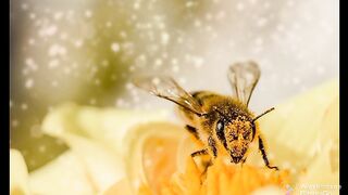 Bee eat polin of flowers
