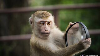 Monkey's activities